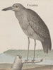 Historia natural de Saint-Domingue Pl053 - René de Rabi — vista de la obra
