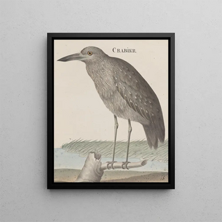 Ren de Rabi - Natural history of Saint Domingue Pl053.webp