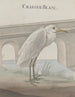 Historia natural de Saint-Domingue Pl054 - René de Rabi — vista de la obra