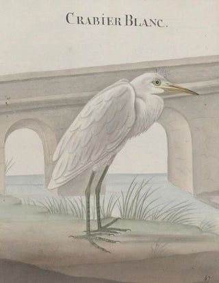 Ren de Rabi - Natural history of Saint Domingue Pl054.webp