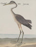 Natural History of Saint-Domingue Pl055 - René de Rabi — artwork view