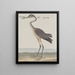 Natural History of Saint-Domingue Pl055 - René de Rabi — framed artwork on a wall