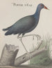 Historia natural de Saint-Domingue Pl058 - René de Rabi — vista de la obra