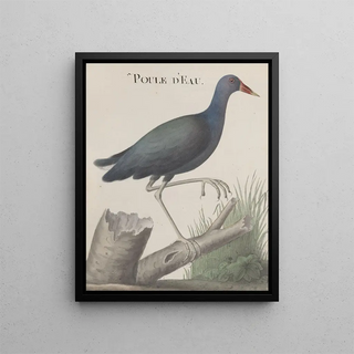 Ren de Rabi - Natural history of Saint Domingue Pl058.webp
