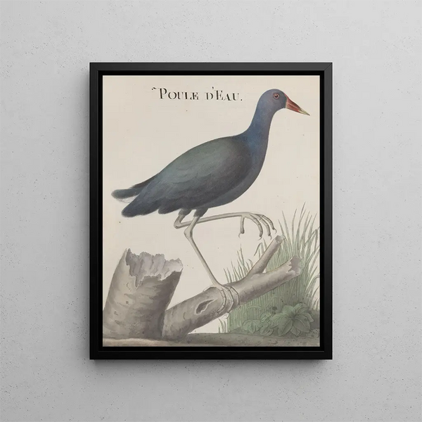 Ren de Rabi - Natural history of Saint Domingue Pl058.webp