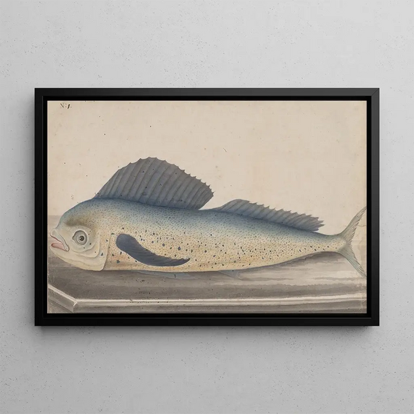 Natural History of Saint-Domingue Pl060 - René de Rabi — framed artwork on a wall