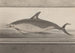 Historia natural de Saint-Domingue Pl062 - René de Rabi — vista de la obra
