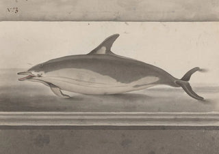 Ren de Rabi - Natural history of Saint Domingue Pl062.webp