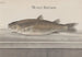 Natural History of Saint-Domingue Pl066 - René de Rabi — artwork view