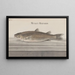 Natural History of Saint-Domingue Pl066 - René de Rabi — framed artwork on a wall