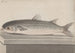 Historia natural de Saint-Domingue Pl069 - René de Rabi — vista de la obra