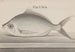 Historia natural de Saint-Domingue Pl. 072 - René de Rabi — vista de la obra
