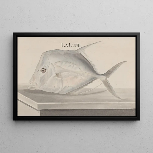 Historia natural de Saint-Domingue Pl073 - René de Rabi — cuadro enmarcado en la pared