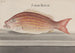 Natural History of Saint-Domingue Pl074 - René de Rabi — artwork view