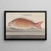 Natural History of Saint-Domingue Pl074 - René de Rabi — framed artwork on a wall