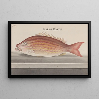 Ren de Rabi - Natural history of Saint Domingue Pl074.webp