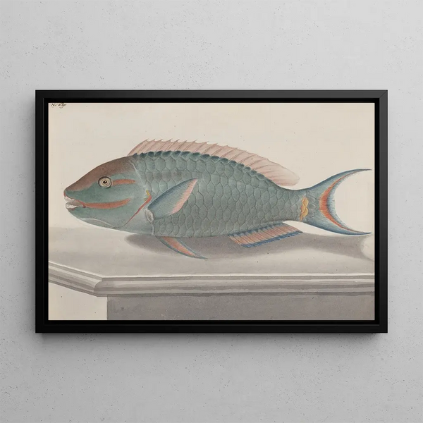 Natural History of Saint-Domingue Pl075 - René de Rabi — framed artwork on a wall