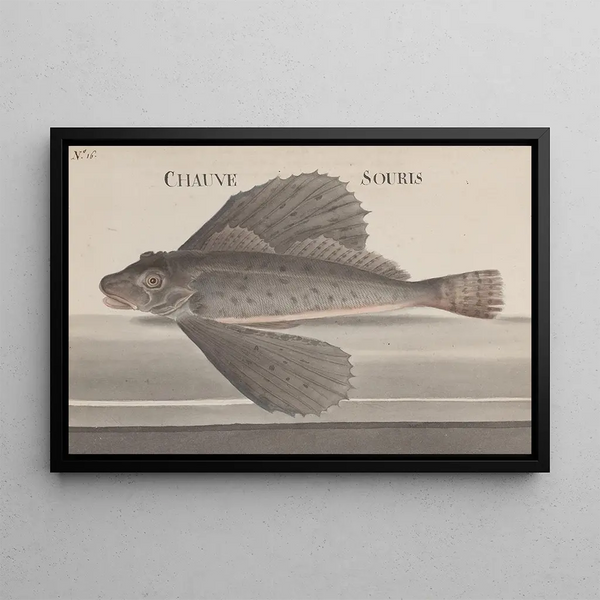 Natural History of Saint-Domingue Pl076 - René de Rabi — framed artwork on a wall
