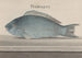 Historia natural de Saint-Domingue Pl077 - René de Rabi — vista de la obra