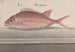 Historia natural de Saint-Domingue Pl. 079 - René de Rabi — vista de la obra