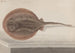 Historia natural de Saint-Domingue Pl080 - René de Rabi — vista de la obra
