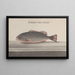 Natural History of Saint-Domingue Pl084 - René de Rabi — framed artwork on a wall