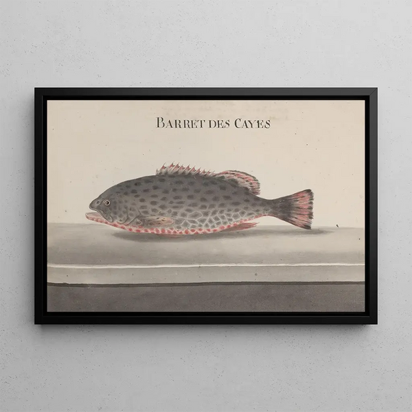 Historia natural de Saint-Domingue Pl084 - René de Rabi — cuadro enmarcado en la pared