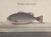 Natural History of Saint-Domingue Pl084 - René de Rabi — artwork view