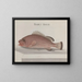 Histoire naturelle de Saint-Domingue Pl086 - René de Rabi — framed artwork on a wall