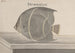 Natural History of Saint-Domingue Pl087 - René de Rabi — artwork view