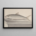 Natural History of Saint-Domingue Pl092 - René de Rabi — framed artwork on a wall