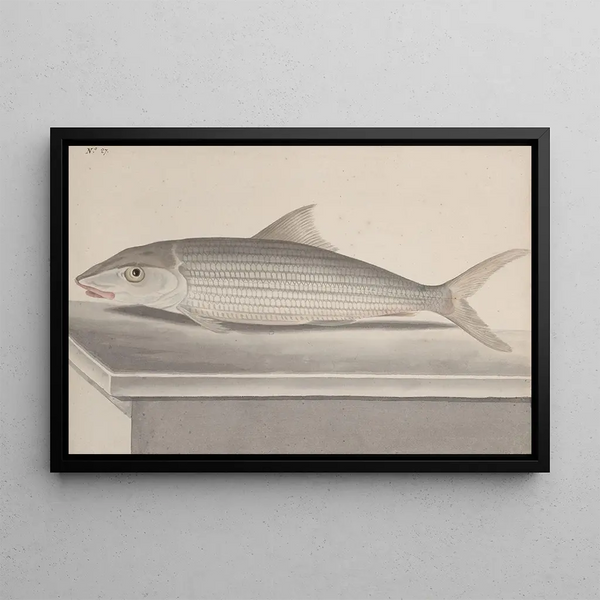 Historia natural de Saint-Domingue Pl092 - René de Rabi — cuadro enmarcado en la pared