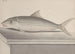Natural History of Saint-Domingue Pl092 - René de Rabi — artwork view