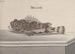 Natural History of Saint-Domingue Pl094 - René de Rabi — artwork view