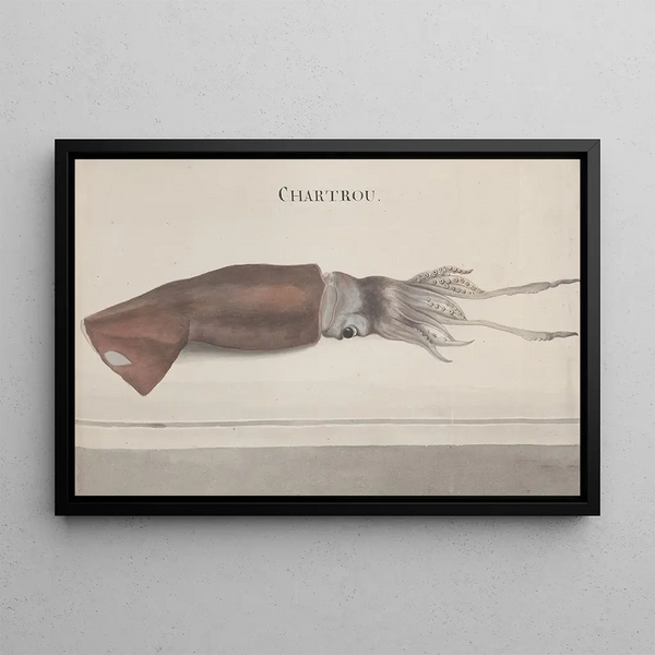 Natural History of Saint-Domingue Pl099 - René de Rabi — framed artwork on a wall