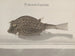 Histoire naturelle de Saint-Domingue Pl100 - René de Rabi — artwork view