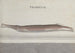 Historia natural de Saint-Domingue Pl101 - René de Rabi — vista de la obra