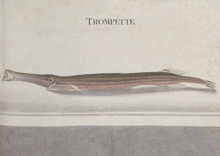 Ren de Rabi - Natural history of Saint Domingue Pl101.webp