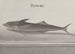 Historia natural de Saint-Domingue Pl103 - René de Rabi — vista de la obra