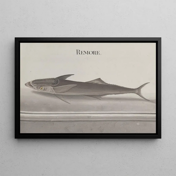 Natural History of Saint-Domingue Pl103 - René de Rabi — framed artwork on a wall