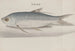 Historia natural de Saint-Domingue, Pl. 105 - René de Rabi — vista de la obra