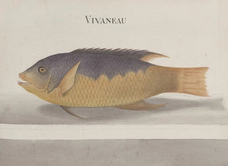 Ren de Rabi - Natural history of Saint Domingue Pl106.webp