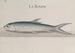 Historia natural de Saint-Domingue, Pl110 - René de Rabi — vista de la obra