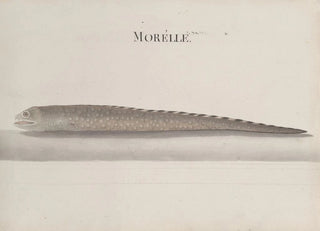 Ren de Rabi - Natural history of Saint Domingue Pl111.webp