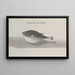 Natural History of Saint-Domingue Pl113 - René de Rabi — framed artwork on a wall