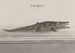 Historia natural de Saint-Domingue Pl117 - René de Rabi — vista de la obra