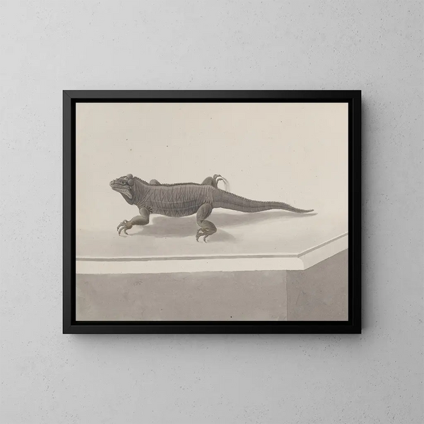 Historia natural de Saint-Domingue Pl119 - René de Rabi — cuadro enmarcado en la pared