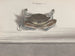 Histoire naturelle de Saint-Domingue Pl126 - René de Rabi — artwork view