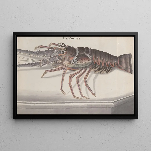 Natural History of Saint-Domingue Pl133 - René de Rabi — framed artwork on a wall