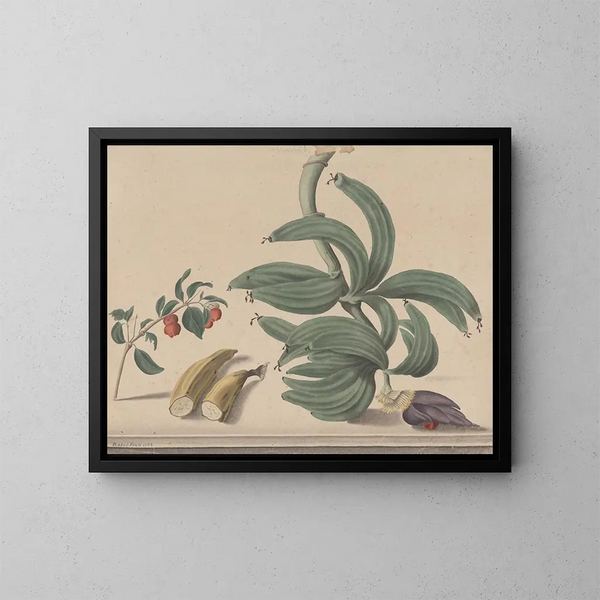 Histoire naturelle de Saint-Domingue Pl137 - René de Rabi — framed artwork on a wall